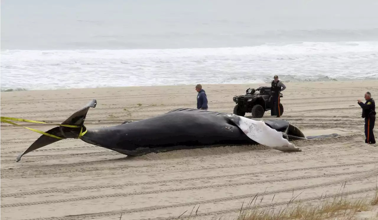 Whale deaths prompt Democrats to join Republican calls for probe of offshore wind turbines