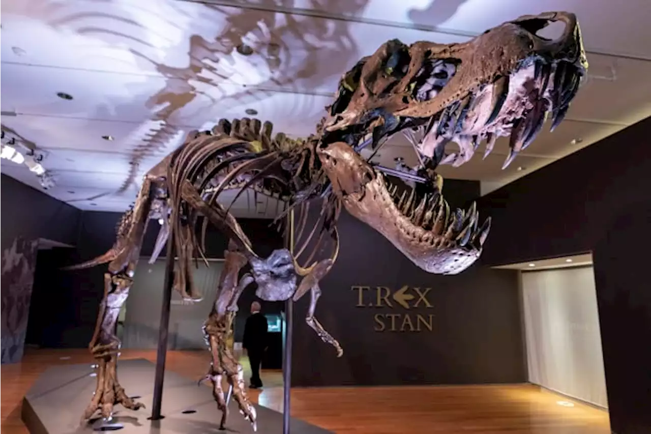 Has T. rex lost its bite? Menacing snarl may be wrong