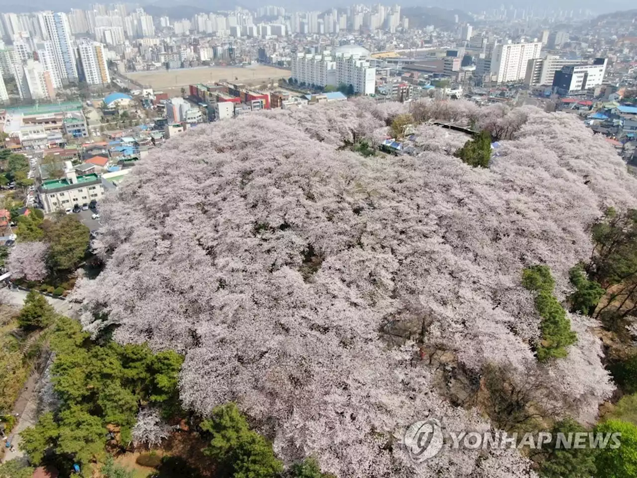 주말 초여름만큼 더워…매우 건조하고 바람 세 '불조심' | 연합뉴스