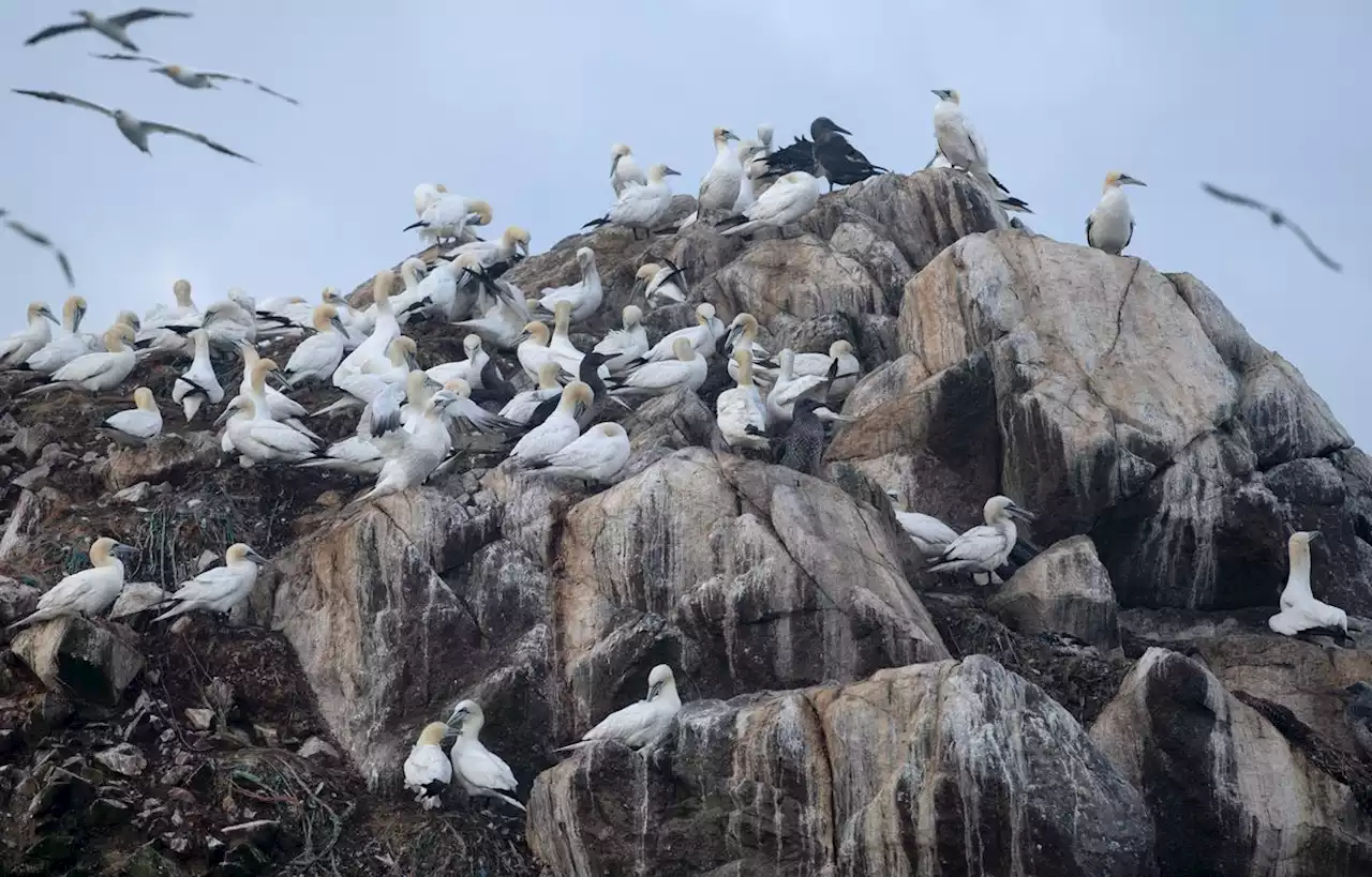 Aux Sept-Îles, la grippe aviaire a décimé 20.000 fous de Bassan