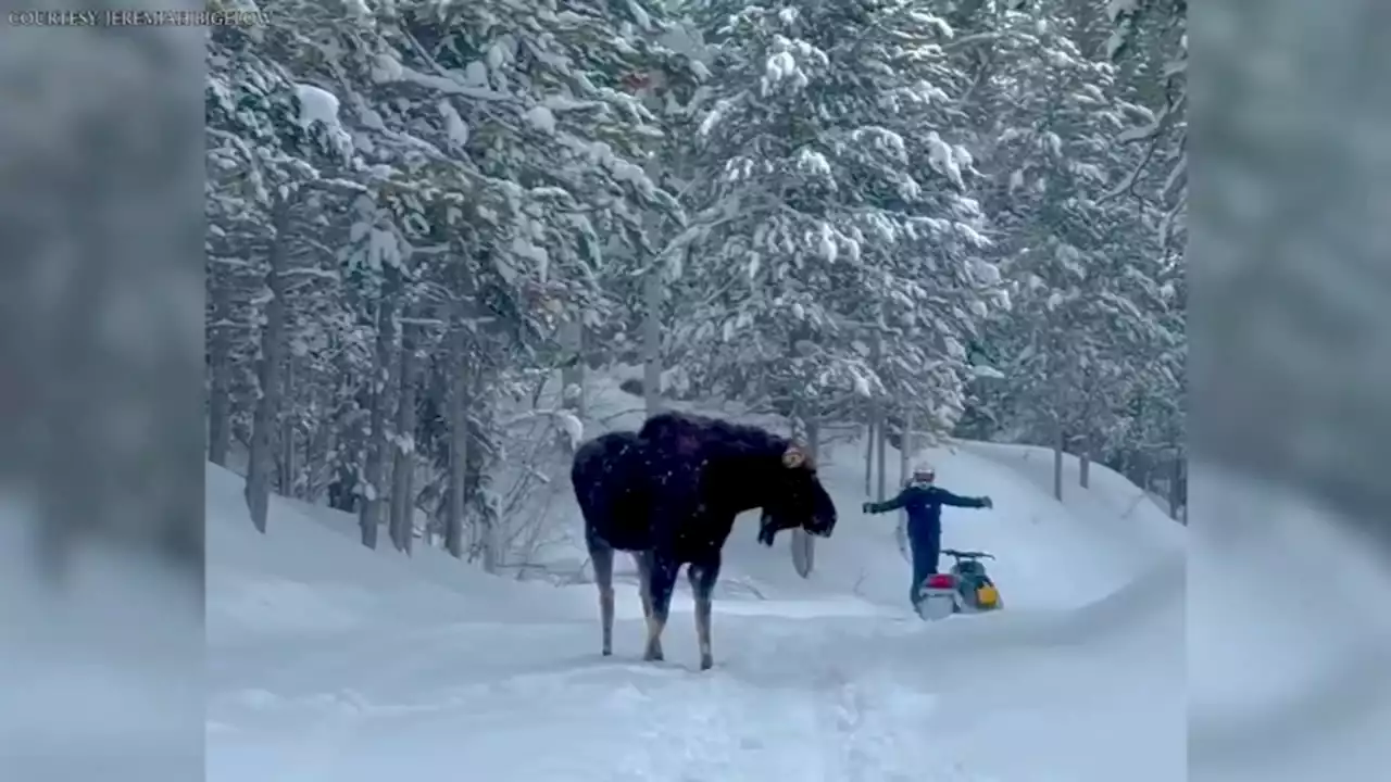 Caught on camera: Moose charges snowmobiler in Idaho