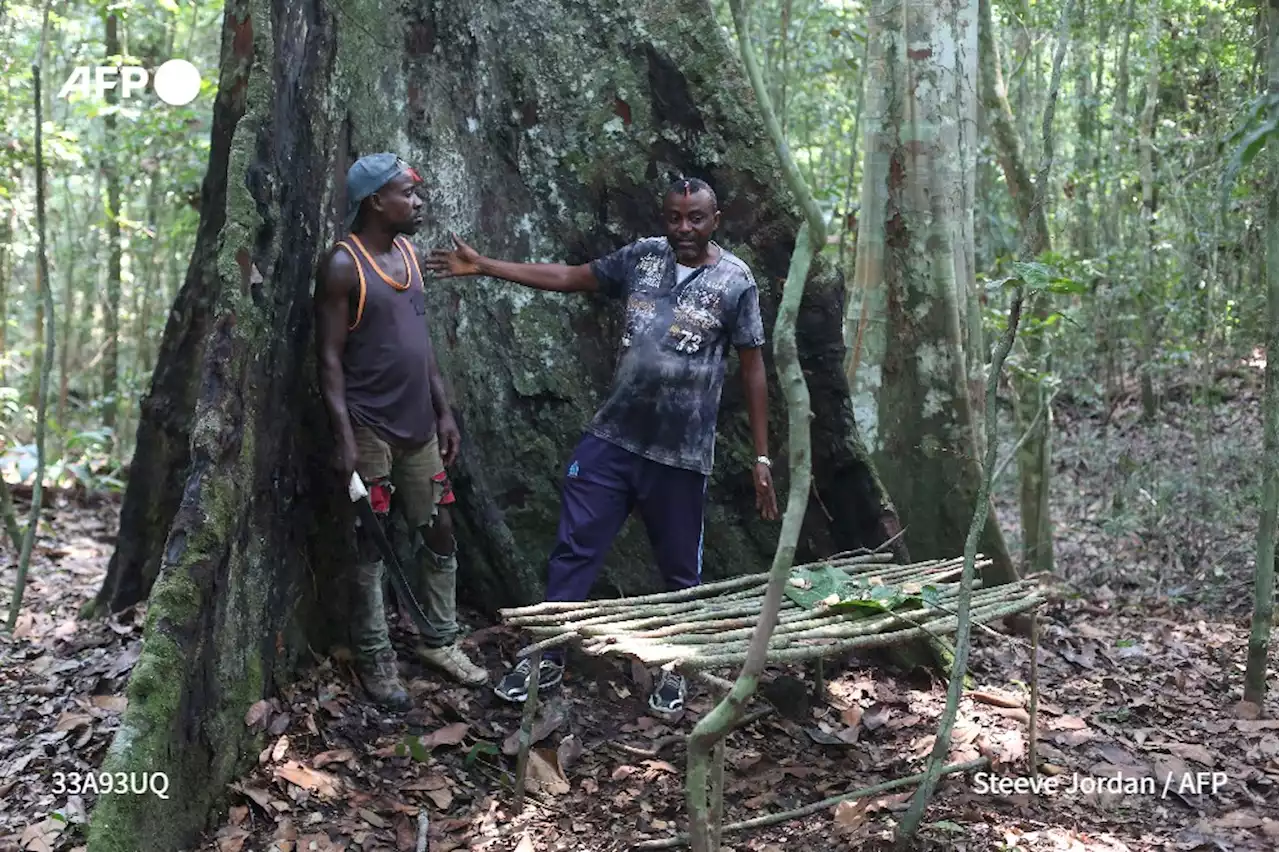 Au Gabon, un village veut sauver sa forêt sacrée de l'exploitation forestière - Sciences et Avenir