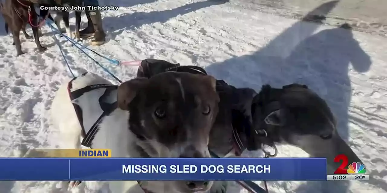 Fur Rondy sled dog found after going missing for four days