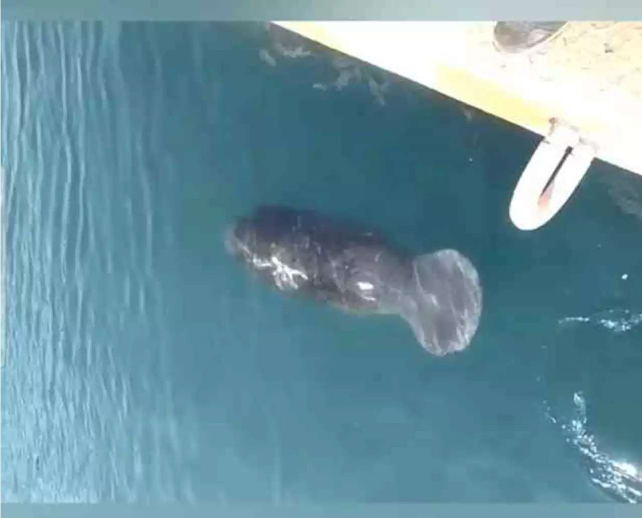 Manatí vista en Veracruz Puerto viaja hacia Estados Unidos, afirman