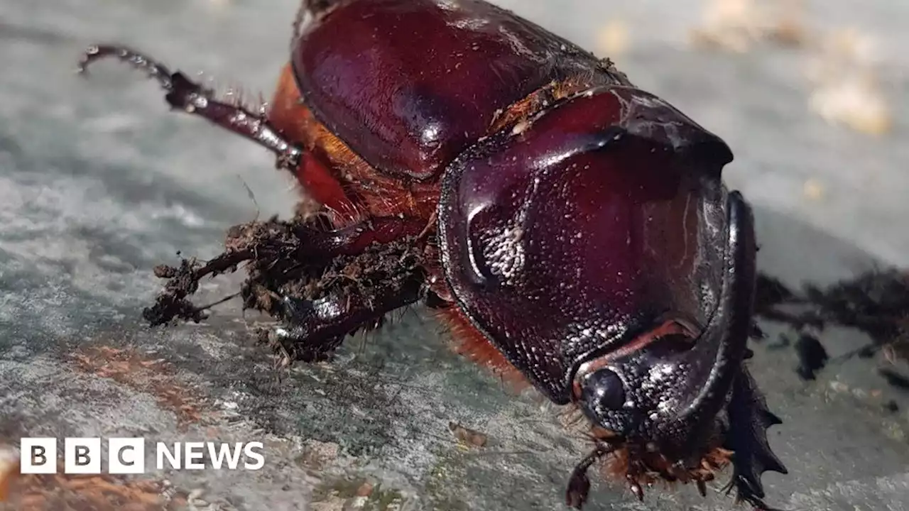 European Rhinoceros Beetle found in County Durham fruit tree