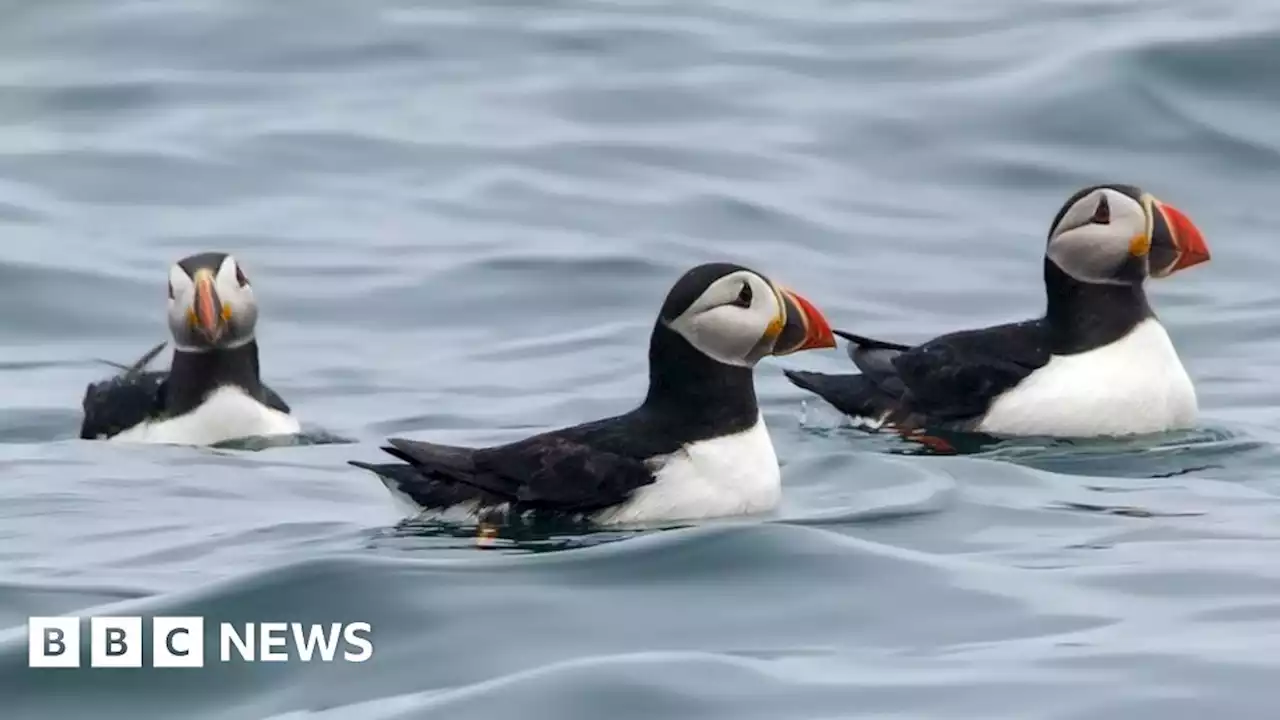 Jersey puffin protection fence goes to planners