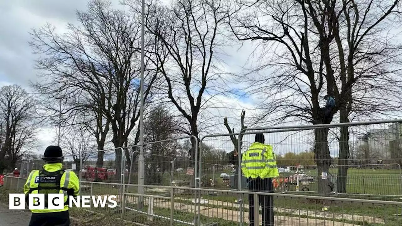 Wellingborough ancient tree felling paused before community event