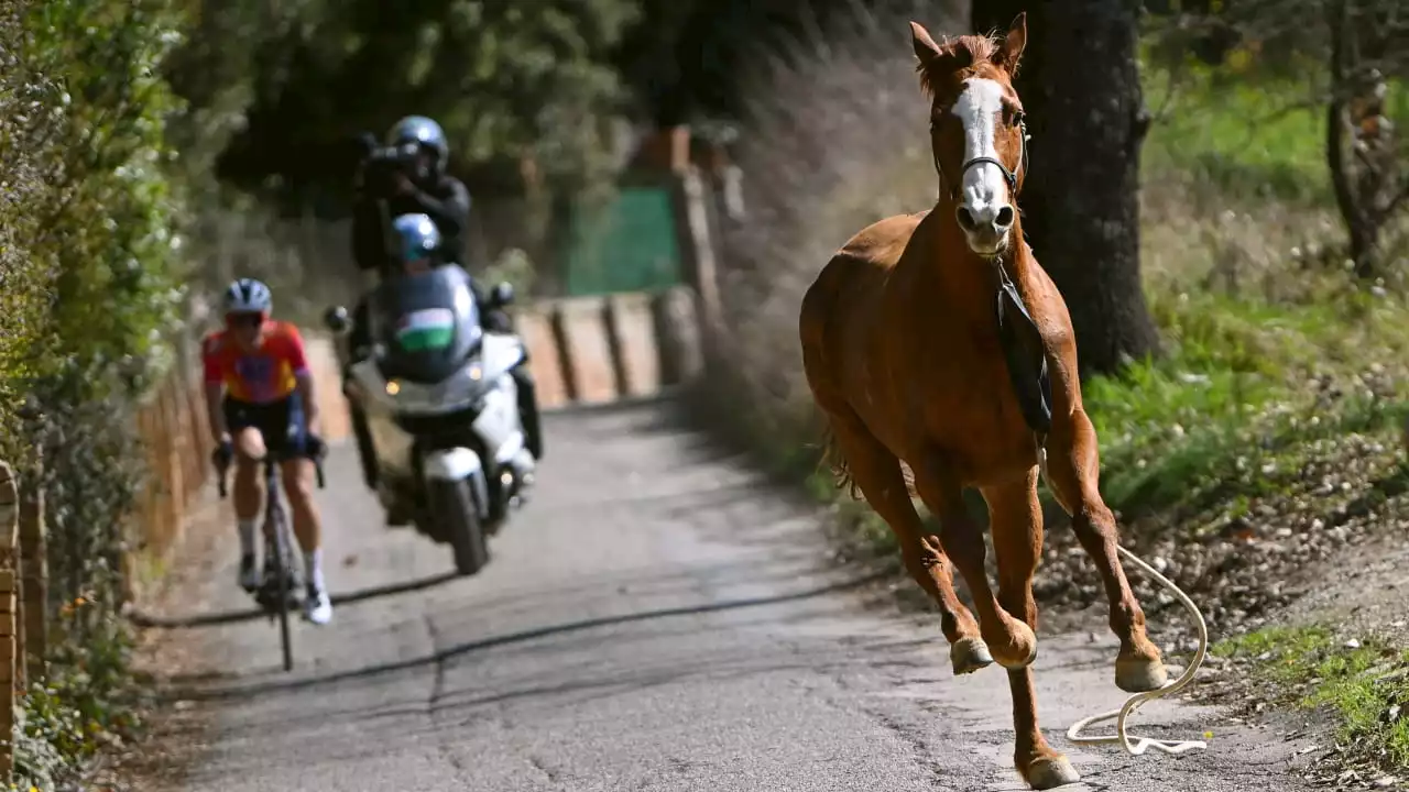 Radsport: Schock-Moment! Hier galoppiert ein Pferd über die Rennstrecke