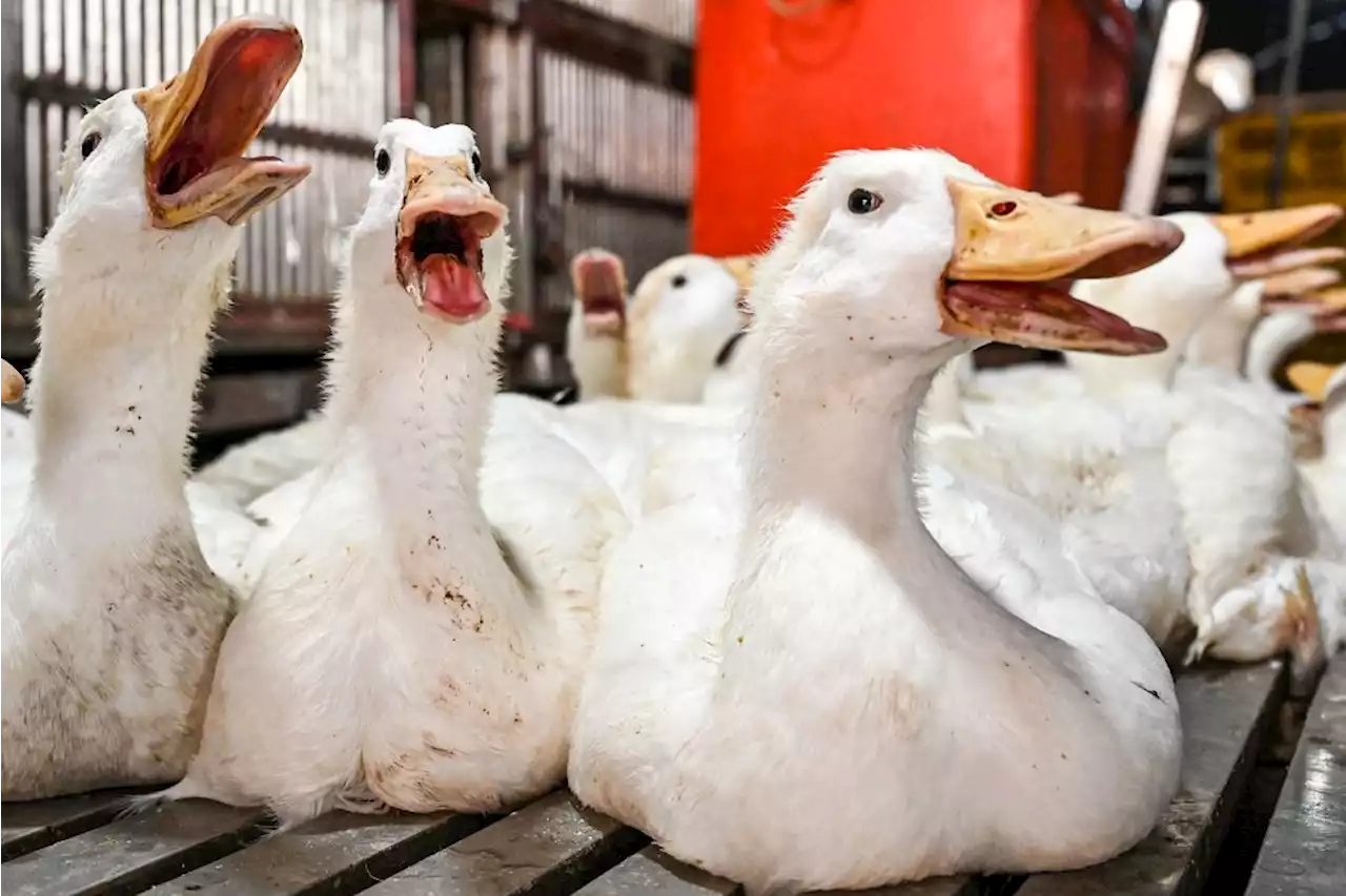 2 Kasus Flu Burung di Kamboja Tidak Menular dari Manusia ke Manusia