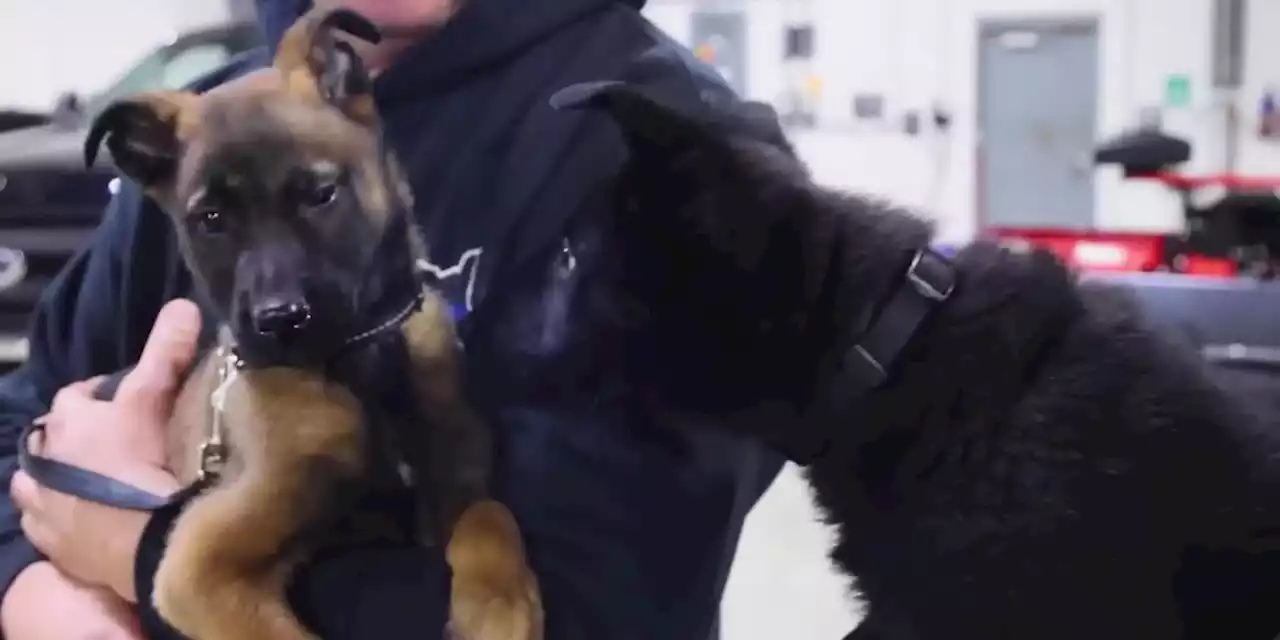 Cleveland Metroparks announce names of police department’s K-9 puppies