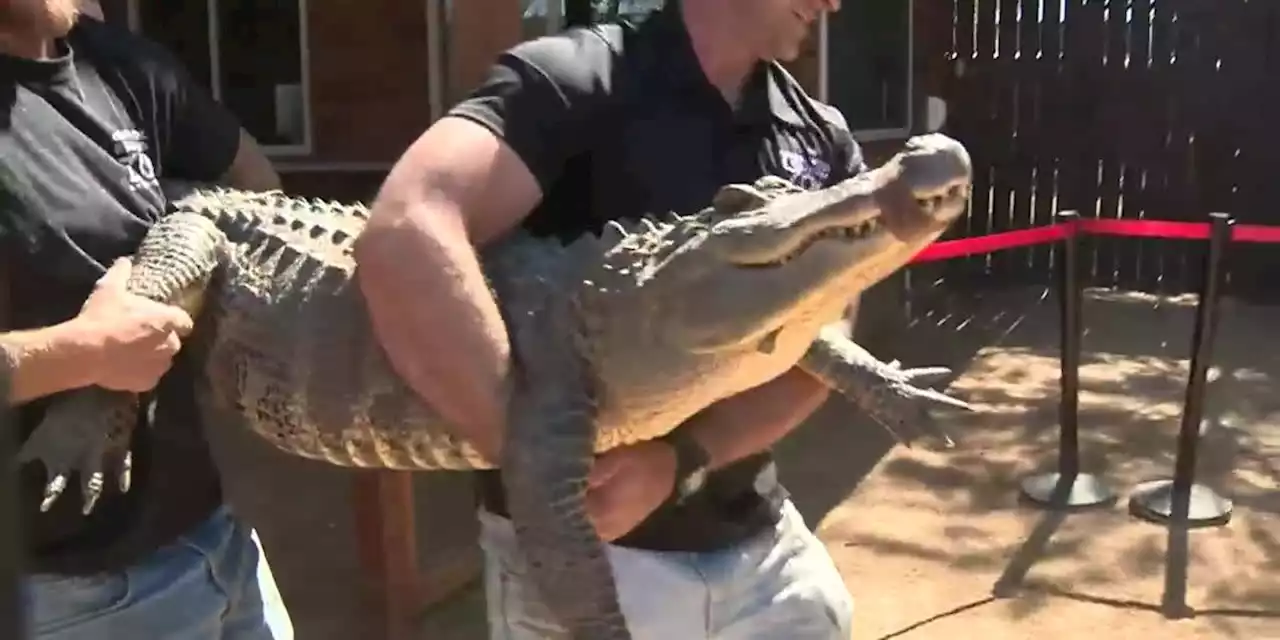 Game wardens discover 7-foot ‘pet’ alligator living in woman’s backyard