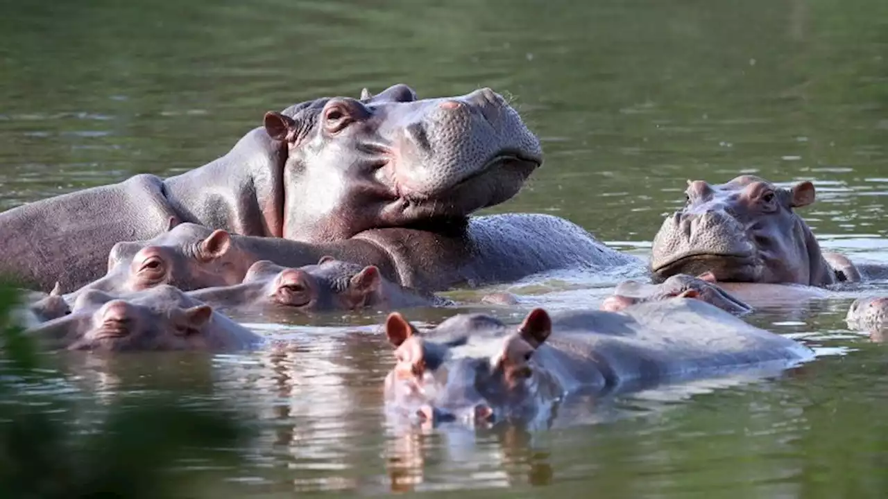 Colombia plans to send 70 'cocaine hippos' to India and Mexico, governor says | CNN