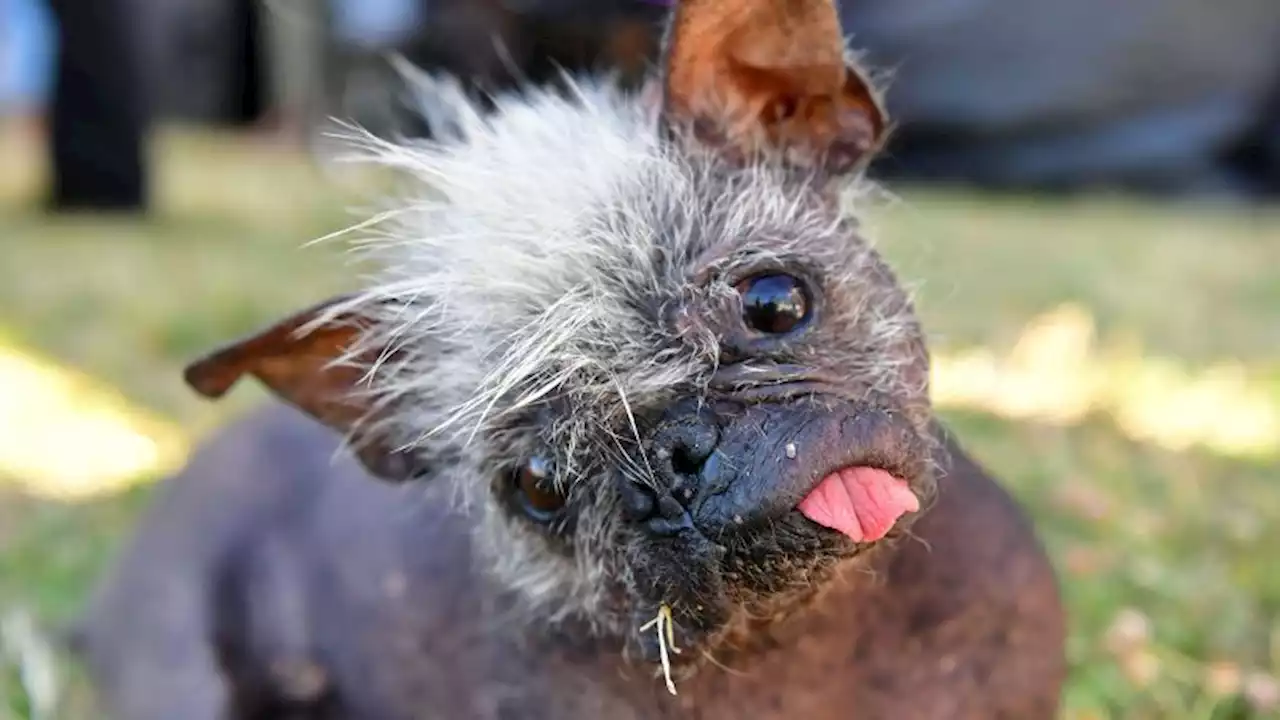 The World's Ugliest Dog Contest is officially accepting entries for its 2023 competition | CNN