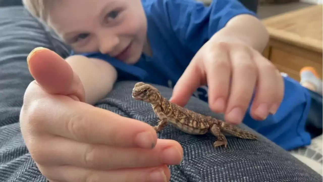 Calgary boy's lizard dream comes true thanks to Make-A-Wish