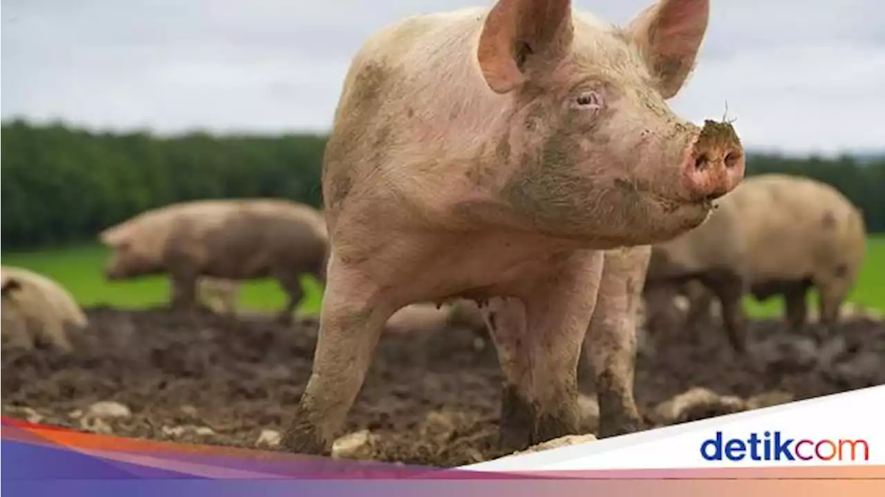 Babi Diciptakan Tapi Diharamkan oleh Allah SWT, Mengapa?