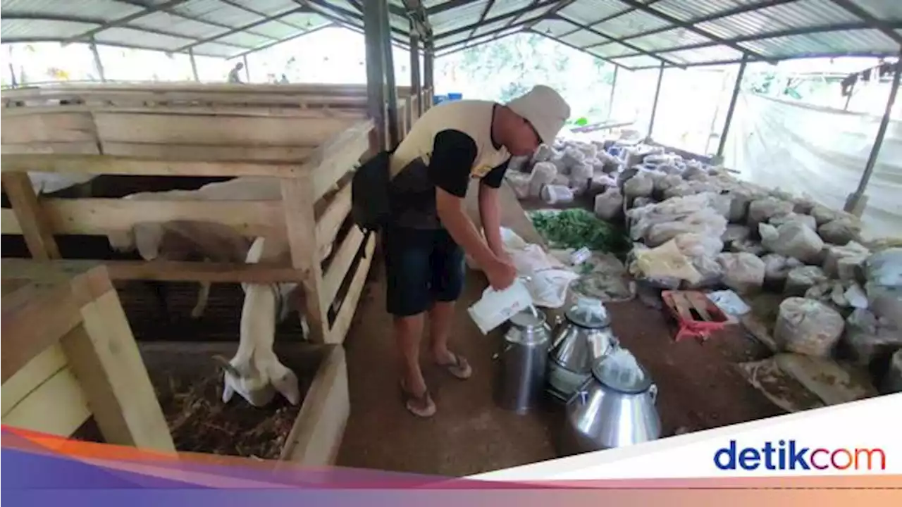 Kisah Sukses Yuda Jadi Peternak Kambing Perah Sapera Beromzet Puluhan Juta