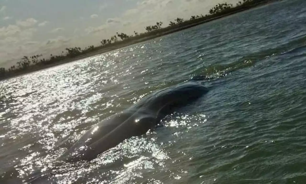 En video: ballena que encalló en la Guajira fue liberada en difícil operación