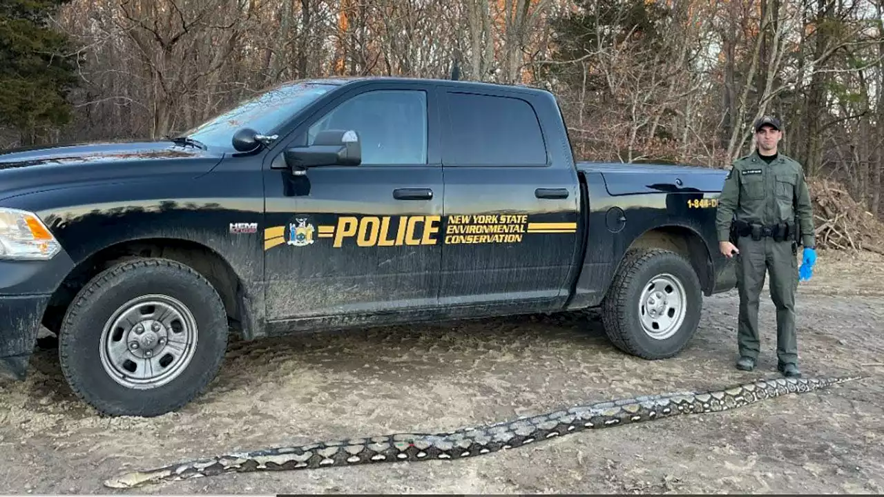 New York officials find 14-foot-long reticulated python on side of road