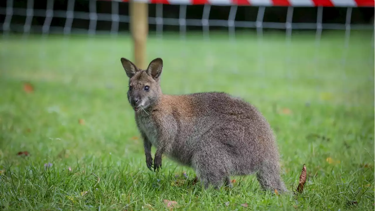 Seine-et-Marne : le wallaby échappé a été capturé après plusieurs jours de recherches