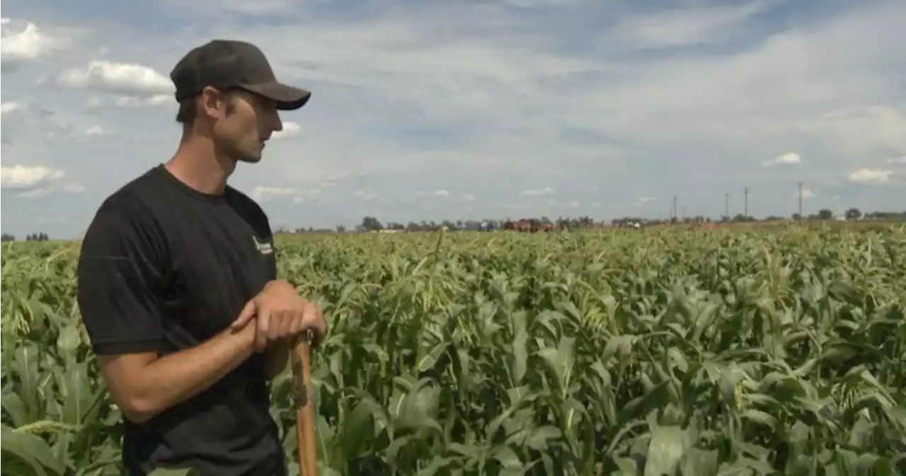 Alberta hikes crop insurance premiums 60%: ‘It’s not good news for farmers’ | Globalnews.ca