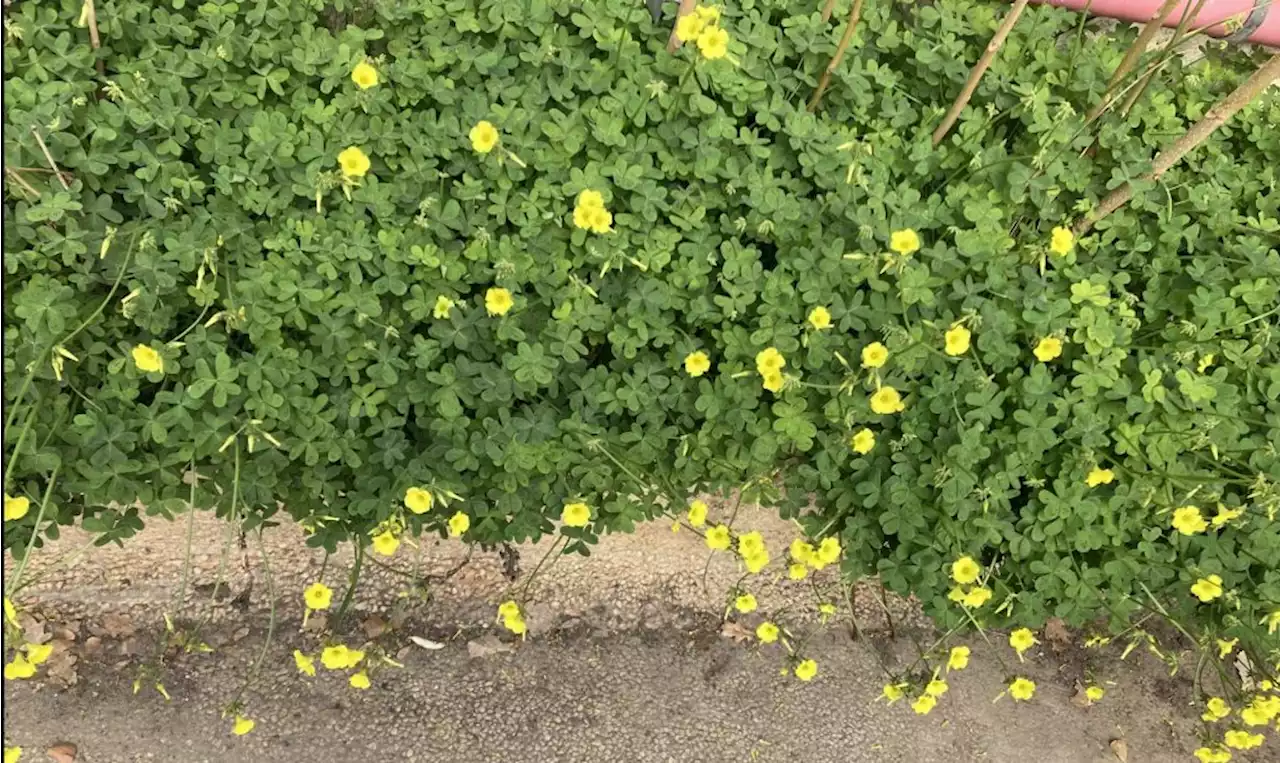 Exploring biological control methods to keep pests out of the garden