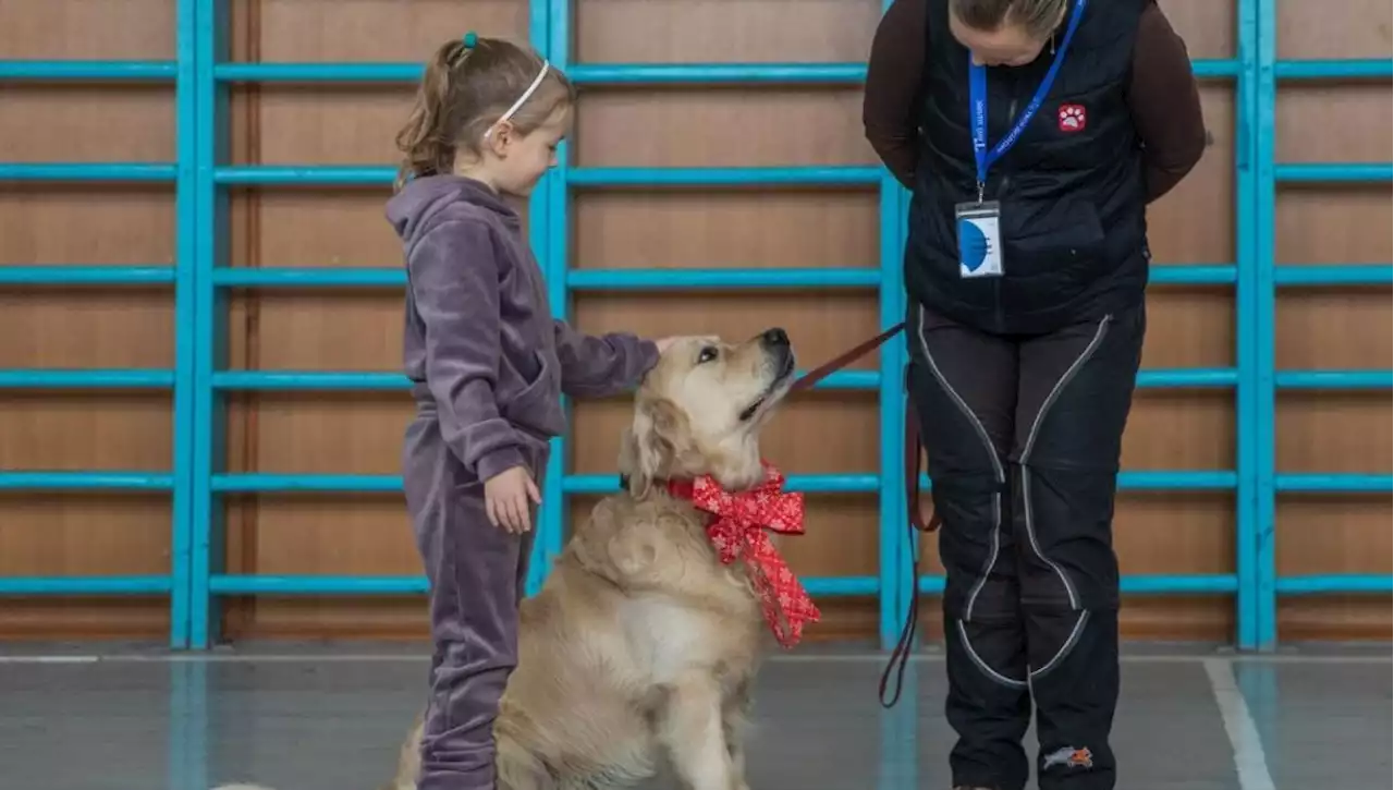 Parker, il cane che aiuta i bambini provati dalla guerra in Ucraina