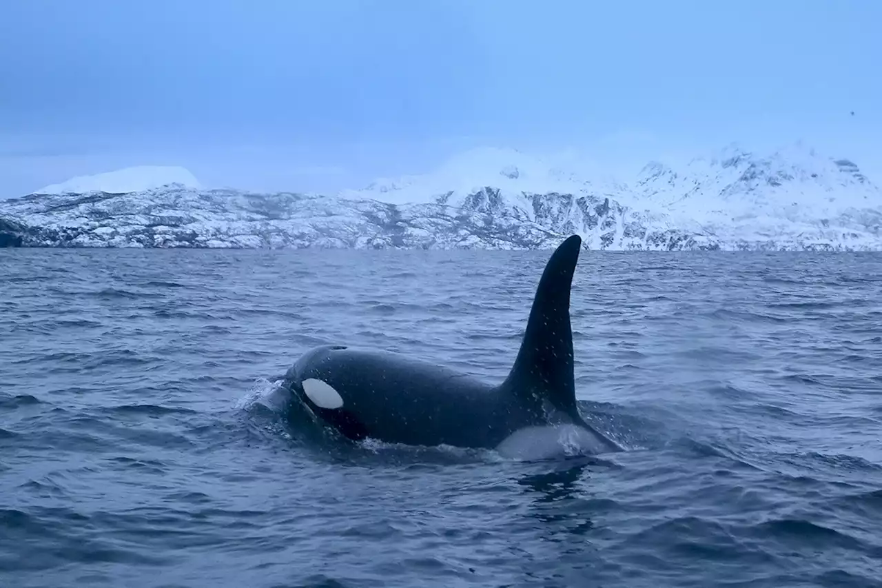 'Surgical' shark-killing orcas fascinate off South Africa