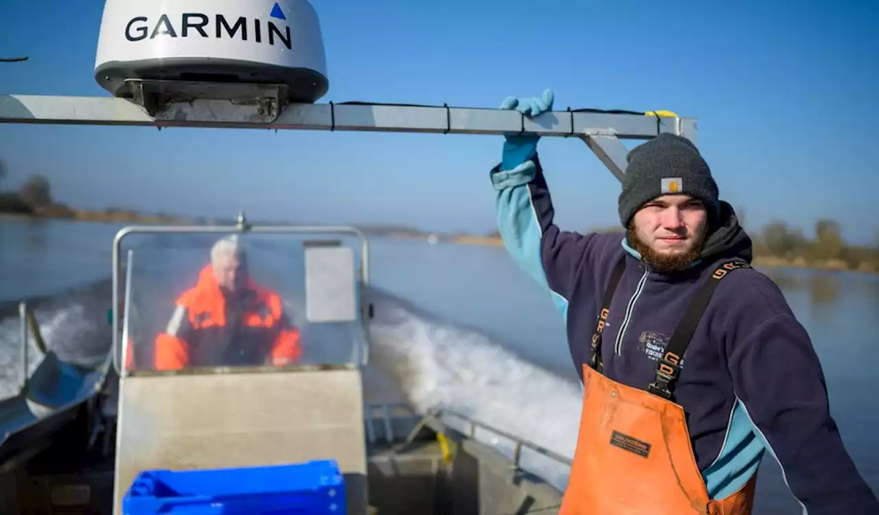 Kaum noch Stinte in der Elbe: Fischer kennt den Grund