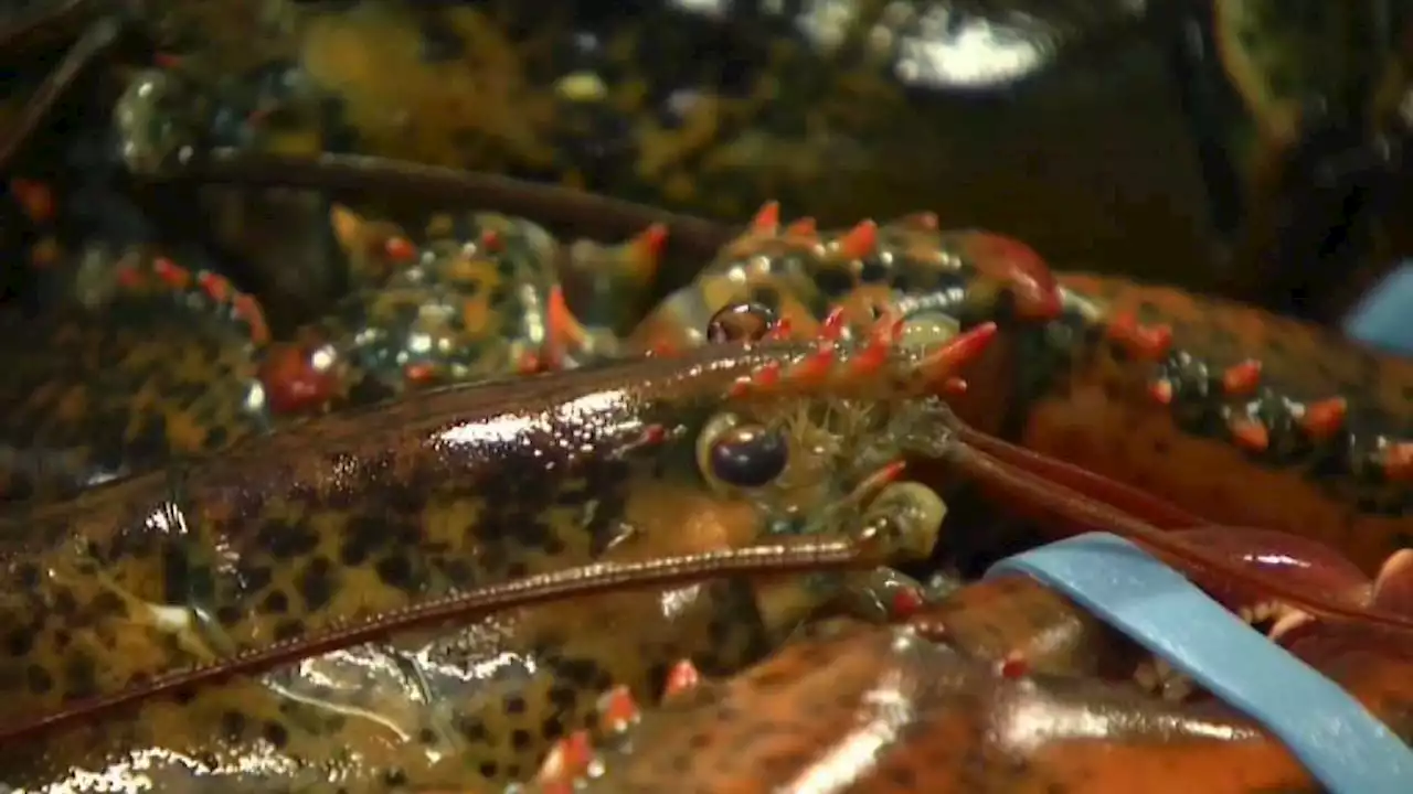 Maine Lobstermen Have Slower Year Amid Industry Challenges