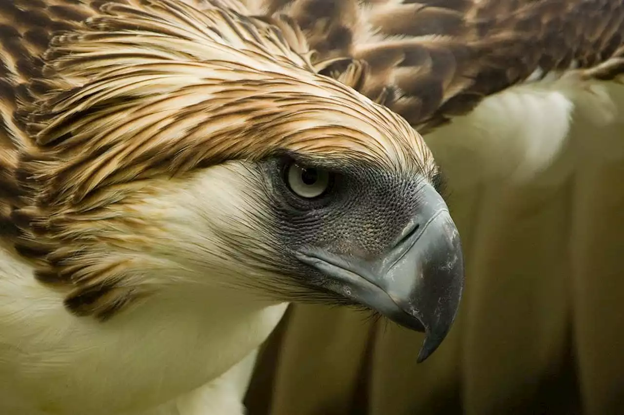 There may be just 800 of these endangered eagles left in the wild