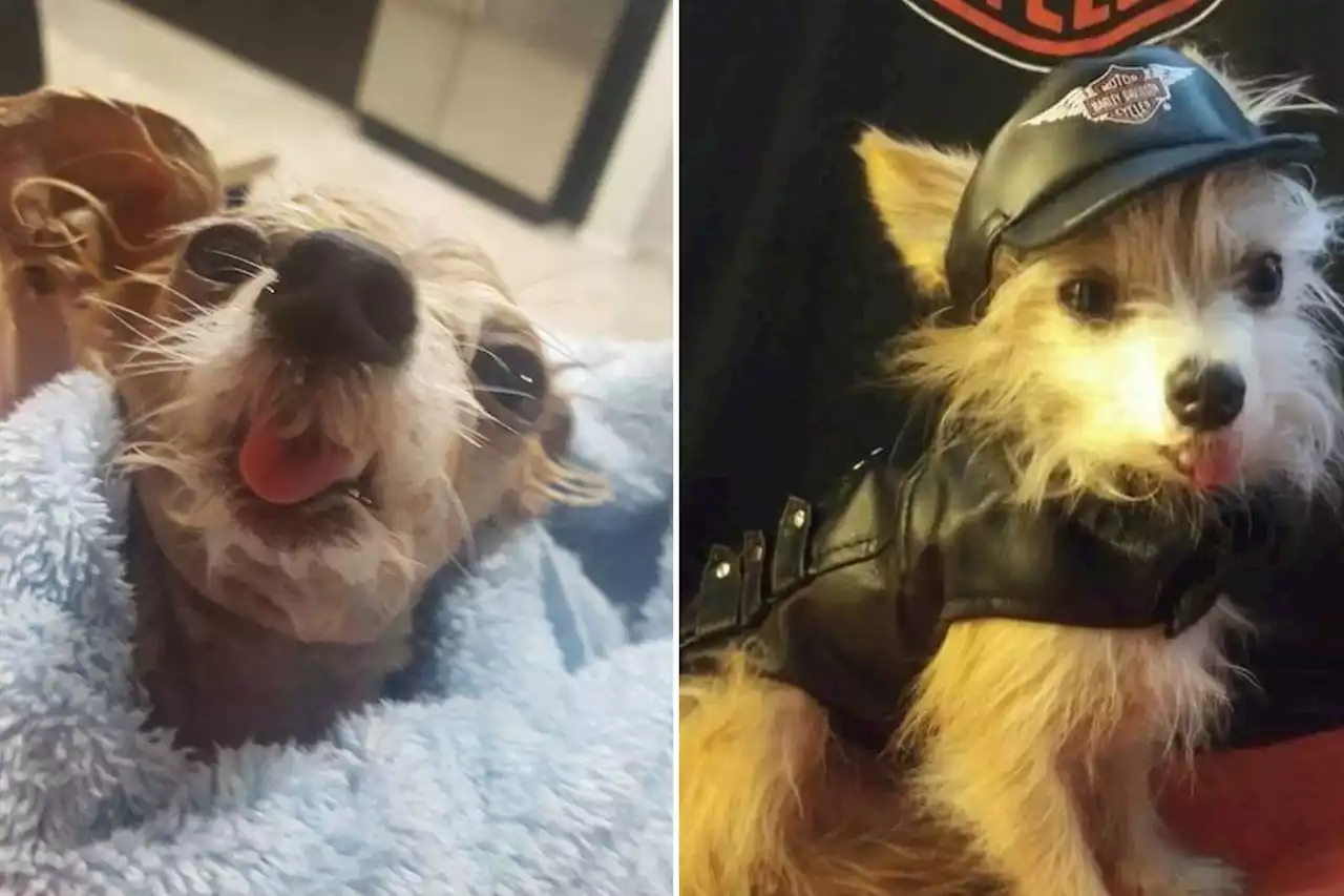 'Toothless wonder': Elderly dog left tied to post now living his best life