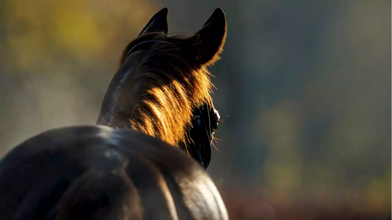 Scientists find signs of horse riding in ancient human remains