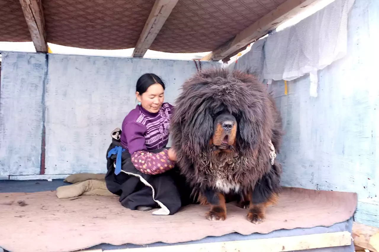 Compraron un cachorro y dos años después descubrieron que era un animal salvaje - Pulzo