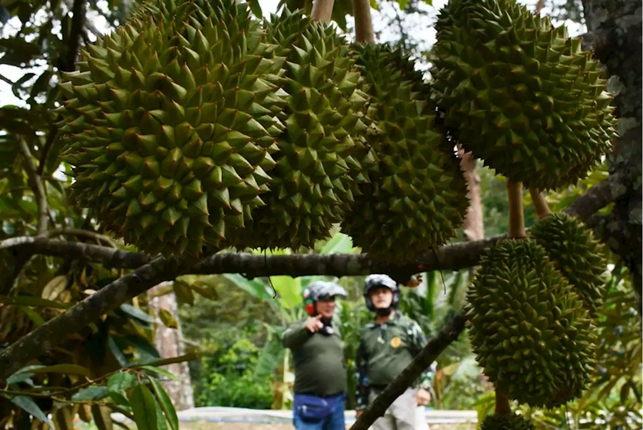 Dua Varietas Durian Lokal Jember Terdaftar di Kementan |Republika Online