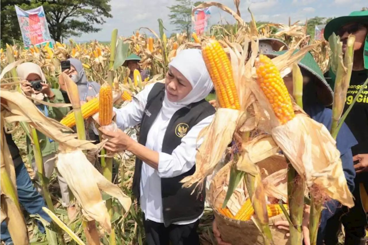 Tahan Perubahan Cuaca, Jagung Reog Ponorogo Perlu Miliki Hak Paten |Republika Online