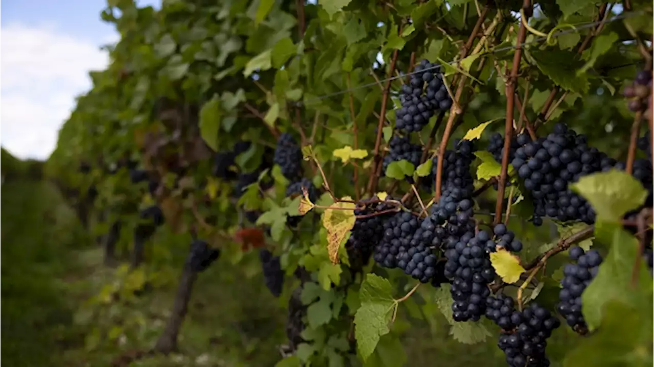 Humans First Started Growing Wine Grapes 11,000 Years Ago, a New Study Shows