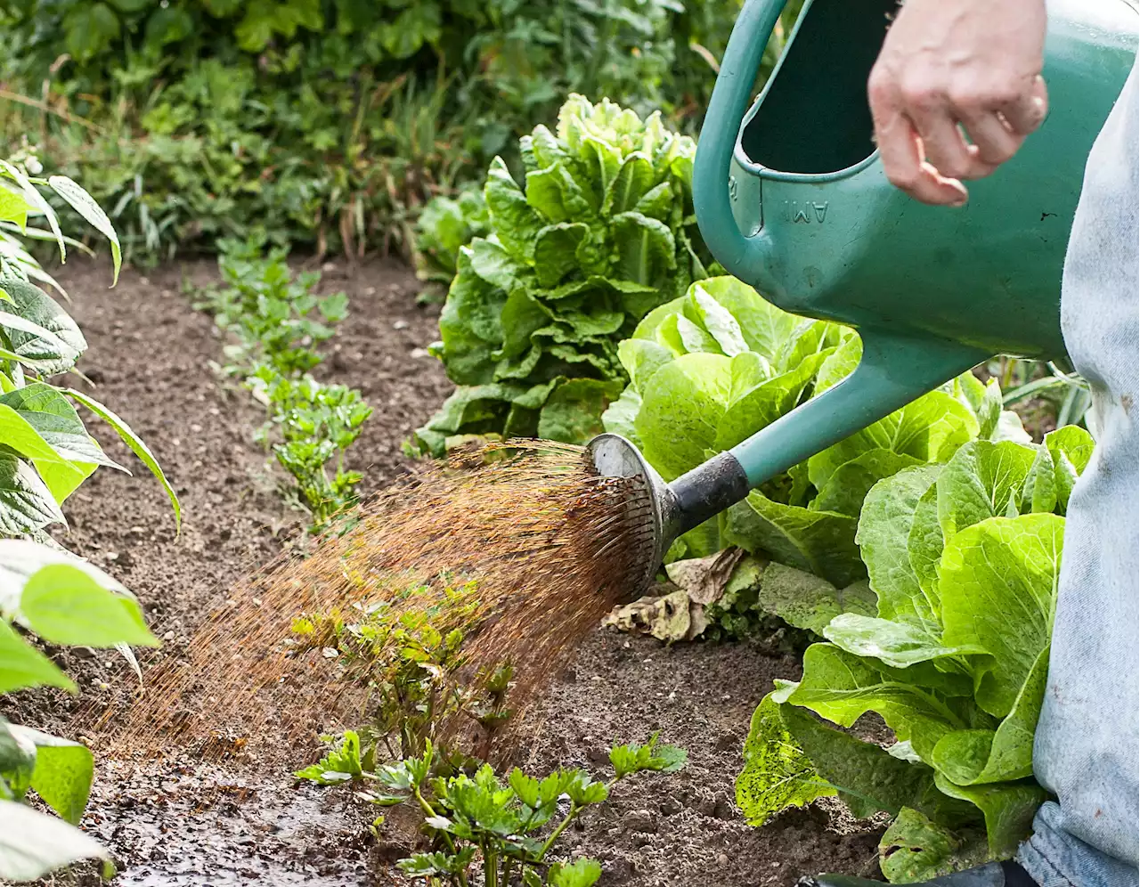 Jardinage : que faire en mars au potager ?