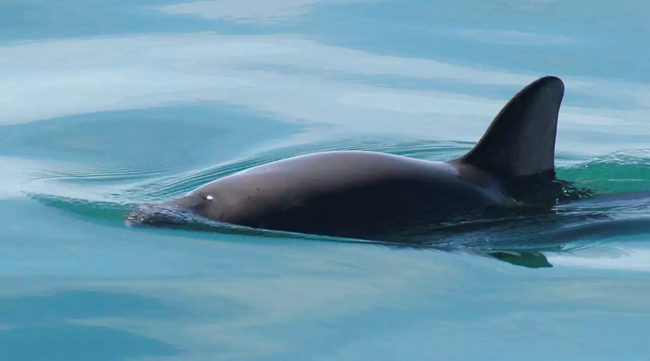 México quiere evitar sanciones y presenta nuevo plan para proteger a vaquita marina