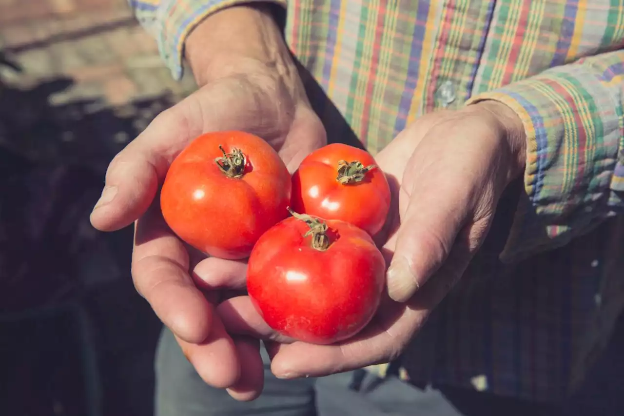 How to grow your own vegetables as supermarkets face shortages