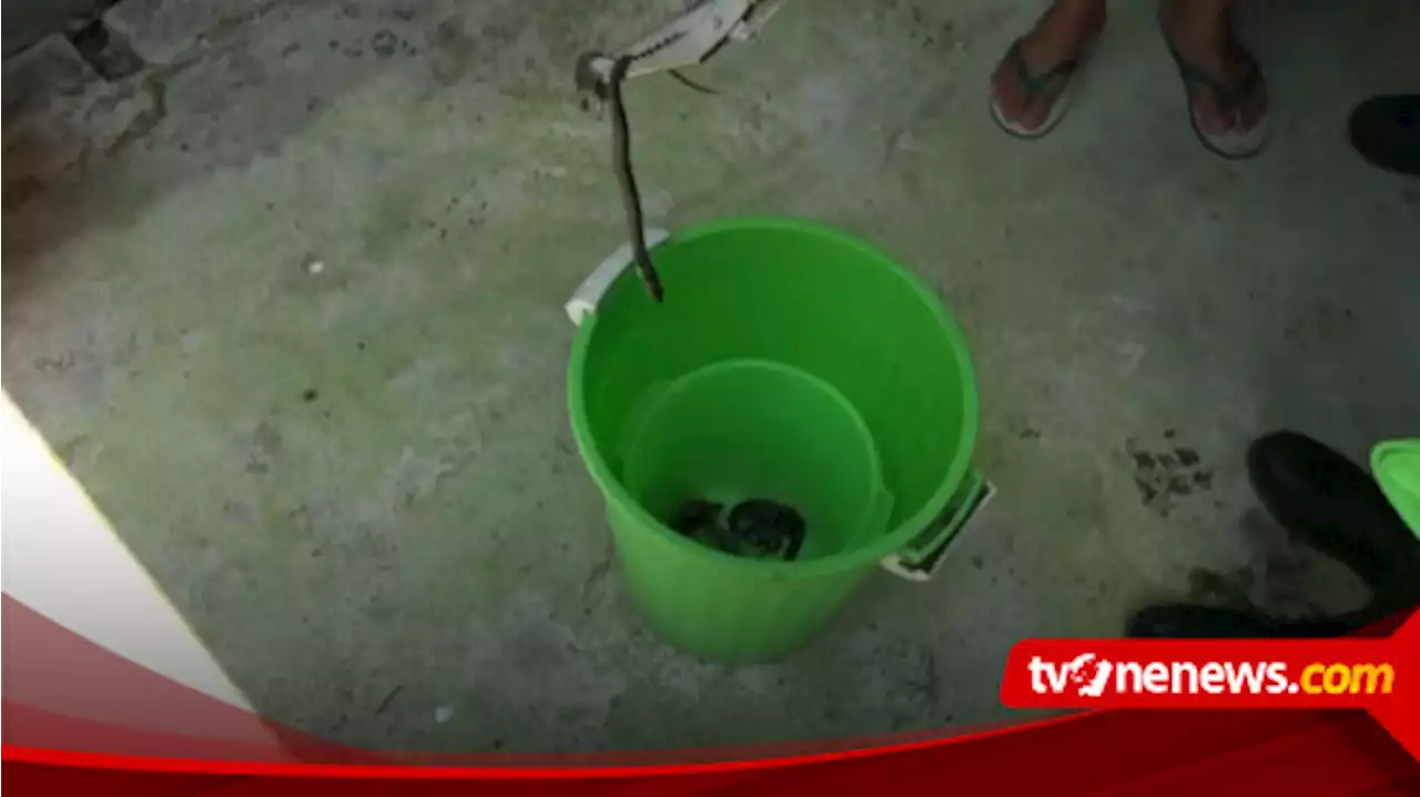 Petugas Damkar Tangkap Delapan Anakan Ular Cobra yang Bersarang di Septic Tank Rumah Warga di Gresik