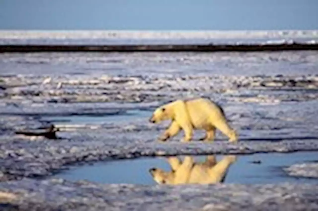 Perspective | Did one photograph change the fate of the Arctic Wildlife Refuge?