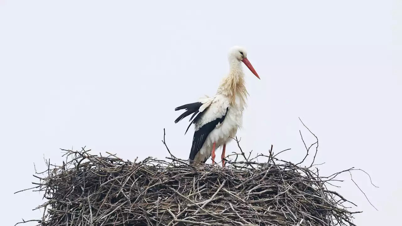 Sie sind wieder da: Störche kehren nach NRW zurück