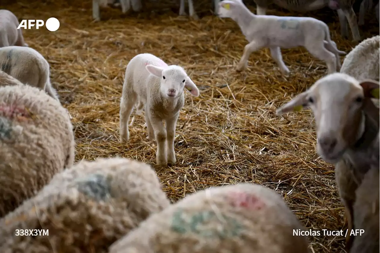 L'engrais organique d'OvinAlp, des moutons alpins aux pieds des vignes