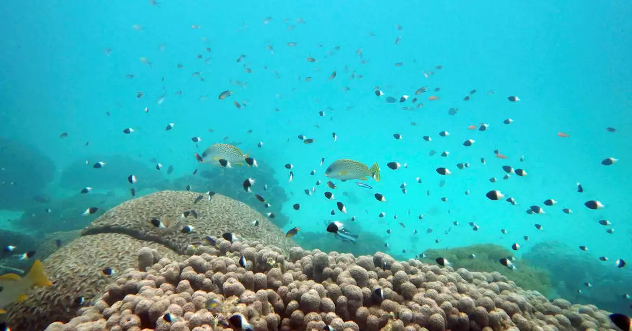 Historic treaty reached to protect marine life on high seas