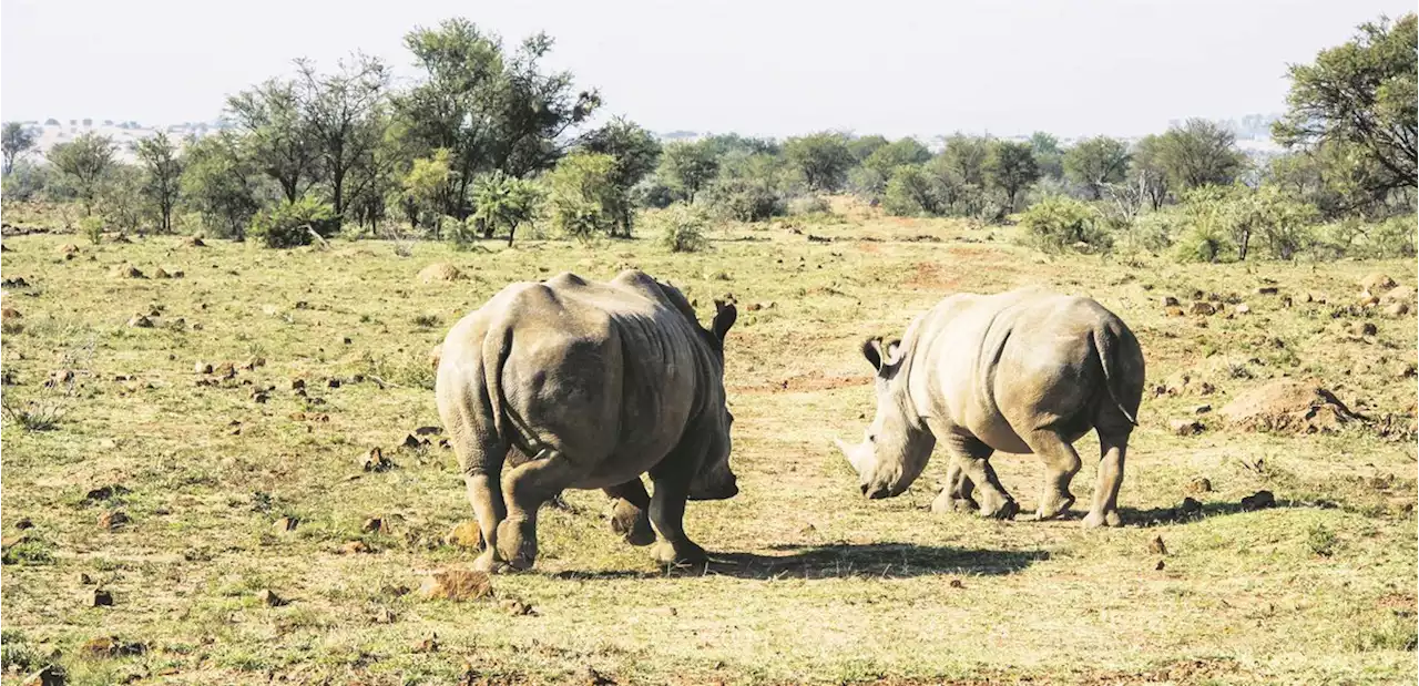 The future is uncertain for 2 000 rhinos | City Press