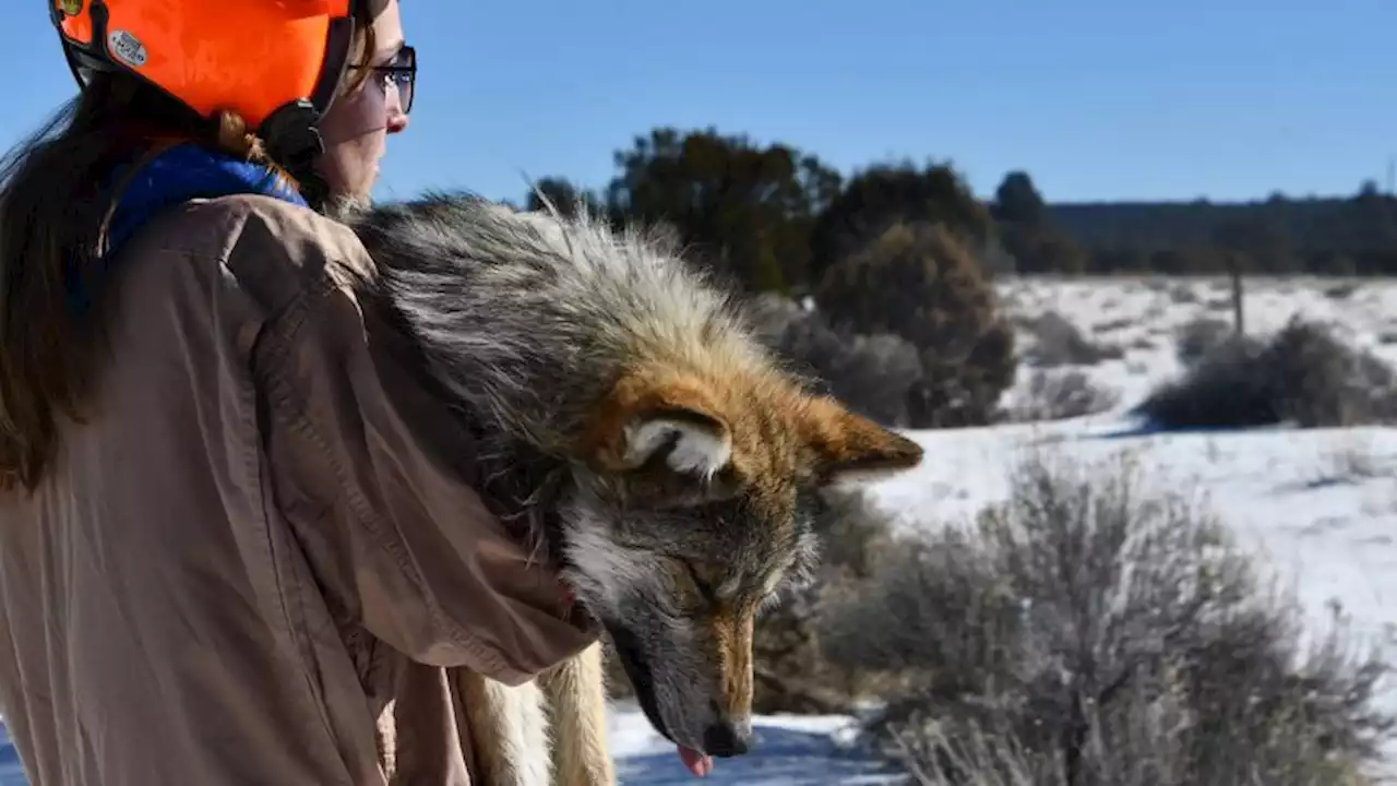 After almost going extinct, endangered Mexican wolf species is making a US comeback, officials say | CNN