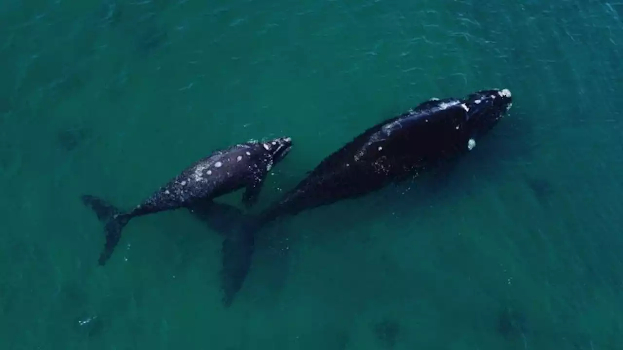 Countries agree historic oceans treaty to protect the high seas | CNN