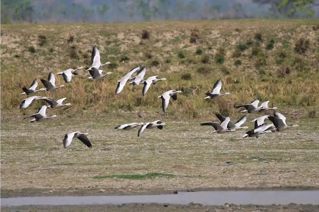 Melihat Kawasan Angsa Bermigrasi di Taman Nasional Kaziranga