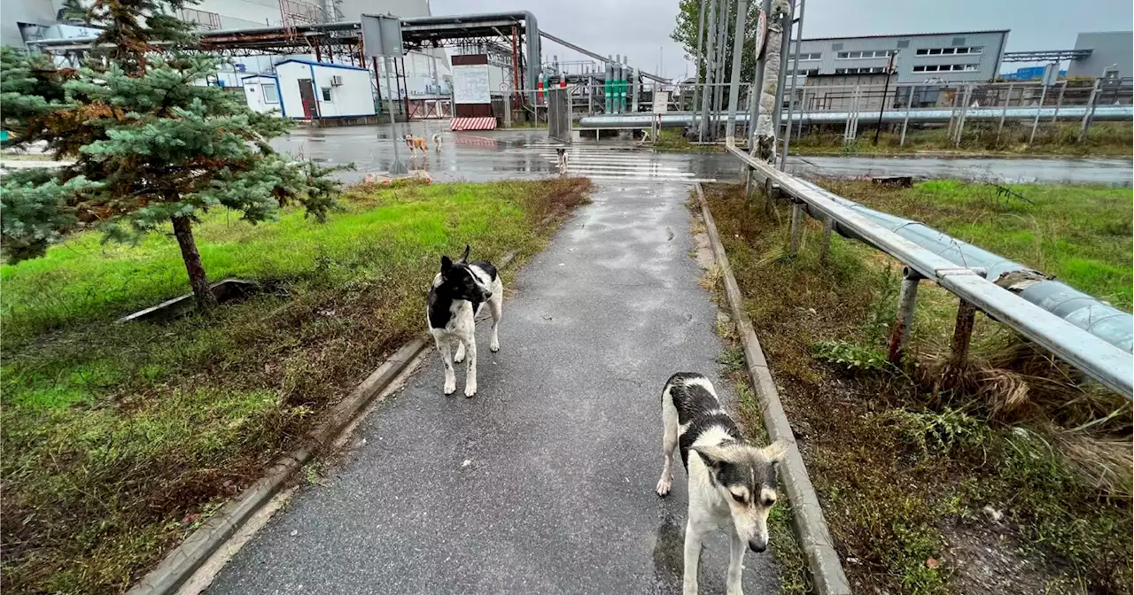 Can the dogs of Chernobyl teach us new tricks on survival?