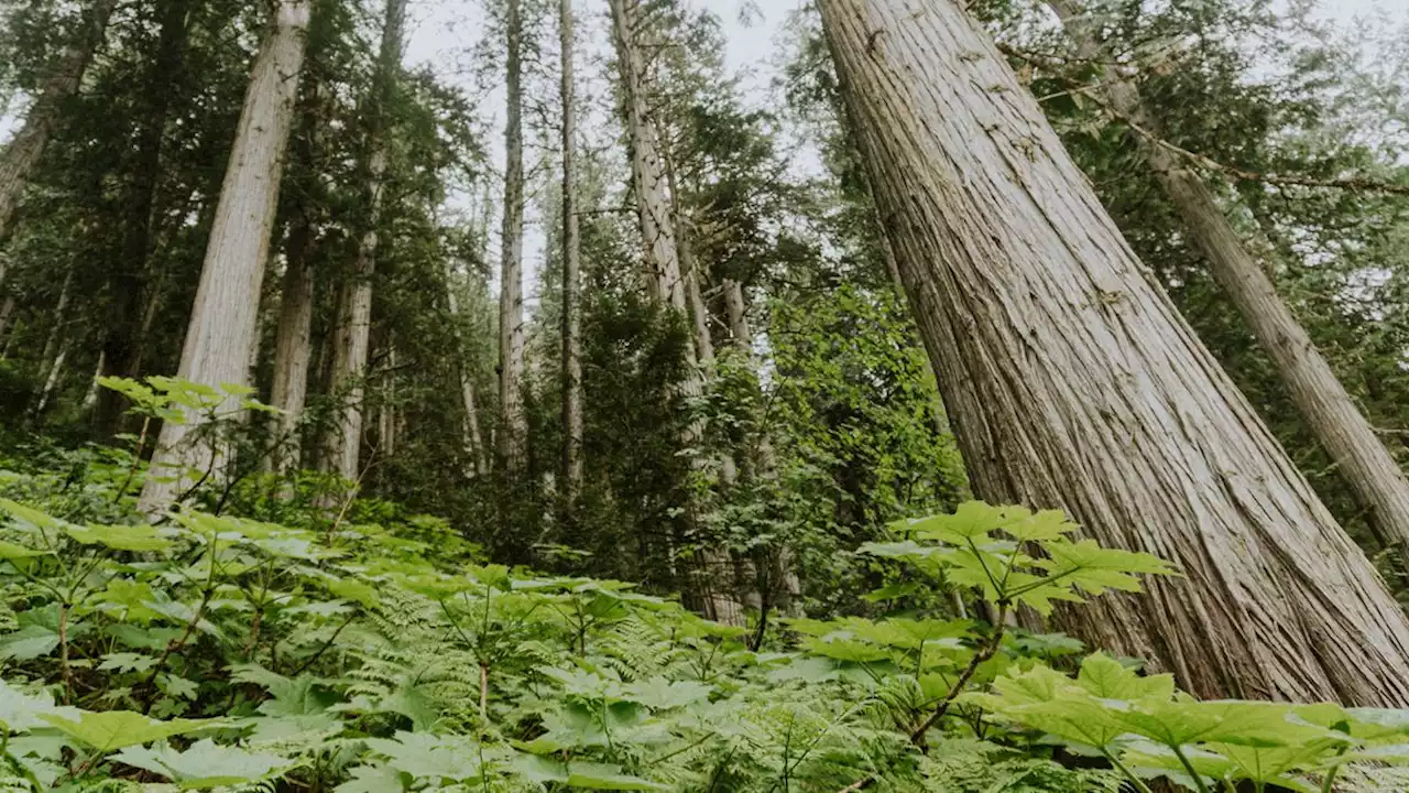 B.C. logging firm wants to avoid cutting old growth, but province said it must pay